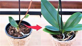 Do this and your orchid will bloom all year round