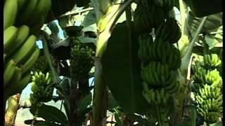 Banana in green houses زراعة الموز في البيوت البلاستيكية