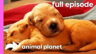 Labrador, Shih Tzu, and Golden Retriever Puppies! | Too Cute! (Full Episode)