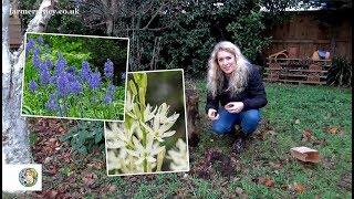 How to plant Camassia bulbs - FarmerGracy.co.uk