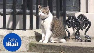 Larry the Cat: Best moments of 10 Downing Street's Chief Mouser