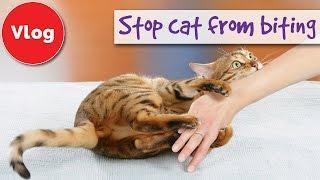 How to stop your cat from biting you