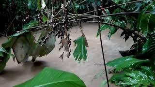 La Musica De la Lluvia - Florian Etl and Fernando Barrantes - La Gamba, Costa Rica