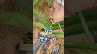 #봄 #해남 #마늘쫑 #쏘오옥 #마늘쫑뽑기 #garlic #stem of garlic