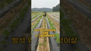 천평 참깨 솎기, 덜 고생하려면?
