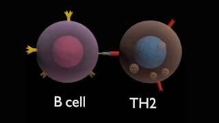 B cell clonal selection in immuno;gy basic course