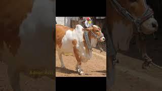 Beautiful White Bull for Qurbani #shorts #shortvideo #youtube #eid #qurbani #bull #pakistan #india