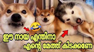 ANIMALS FUN DUB️ | MALAYALAM FUN DUB | MALAYALAM VINES | DUSTY FOX