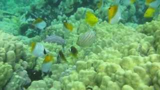 Threadfin and Ornate Butterflyfish at Kahalu'u Bay