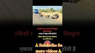 #एकता_की_ताकत#UnityIsStrength #MonkeysVsLeopard #MotivationalVideo #WildlifeEncounter #Teamwork