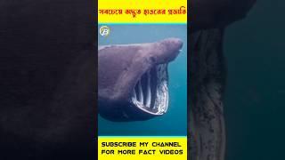 3 সবচেয়ে অদ্ভুত হাঙরের প্রজাতি #shorts #banglafacts #strange #shark