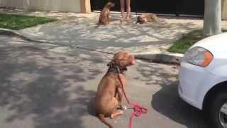 The Good Dog Second! 3/26/13: Louie, the super dog-reactive pit update!