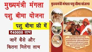 mangla pashu bima yojana | मुख्यमंत्री मंगला पशु बीमा योजना | pashu bima free ₹40000 लाभ