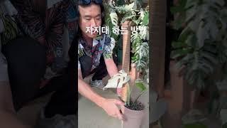 몬스테라 지지대 제대로 해주는 방법