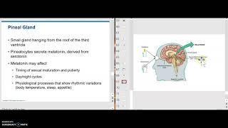 Endocrine 11 – The Pineal Gland