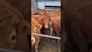 Amazing Farm.  Simmental, Angus