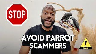 The African Grey Parrot SCAM!! l Red Flags to Look Out For When Buying a Parrot Online