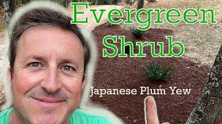 Great Evergereen Shrub! Japanese Plum Yew | HOW TO PLANT |