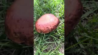 Beautiful #garden #mushroom #nature