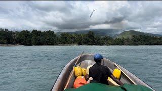 Mackerel jumping high out of water in Papua New Guinea