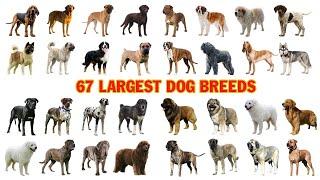 67 Largest Dog Breeds Names In English With Pictures | Dog Breeds Vocabulary