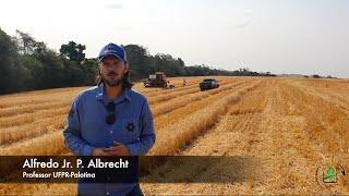 Controle de Plantas Daninhas no Trigo em Cenários de Resistência