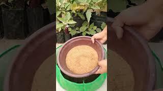 Simple And Easy Soil Mix Recipe For Plants // Potting mix preparation #shorts #pottingsoil