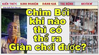 Theo bạn Chào mào Bổi khi nào cho ra Giàn Chơi là hợp lí nhất?