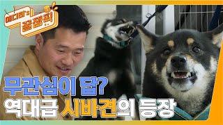 [#개는훌륭하다] 일촉즉발! 역대급 시바견 '현식' 피말리는 대치훈련의 시작!  강훈련사와의 계속되는 대치 ㅣKBS 220321 방송