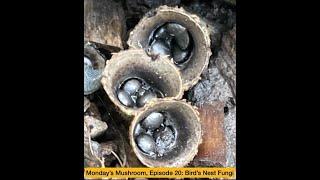 Monday's Mushroom, Episode 20: Bird's Nest Fungi