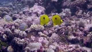 Yellow Teardrop Butterflyfish (Chaetodon interruptus)