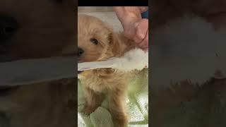 Maltipoo Puppy Playtime #shorts