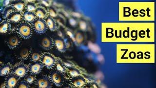 Top 7 (Affordable) Zoas