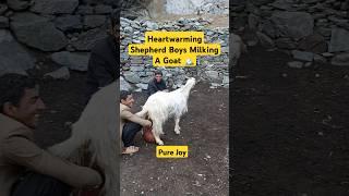 Heartwarming Shepherd Boys Milking A goat | Traditional Life Pure Joy #explore #mountains #nature