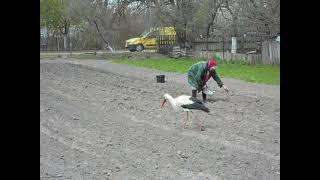 Аист помогает в огороде.