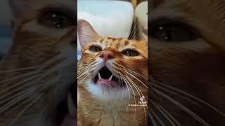 Singing Cat...full original..pt1