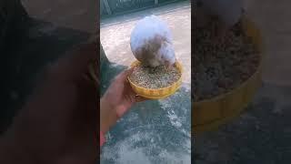 My hand tame pigeon 