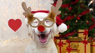 Funny Dogs on Christmas compilation 2022 || PETASTIC 