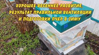 хорошее весеннее развитие результат правильной вентиляции и подготовки пчел в зиму