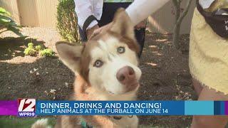 Help animals find their furever homes at The Furball June 14!