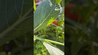 Container gardening makes growing easy #containergardening #veggies #easygardening #homegrownfood