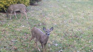 A Venison Christmas