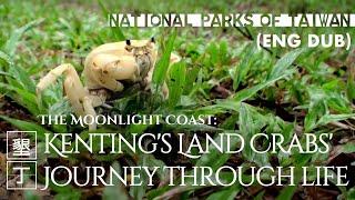 Kenting National Park｜The Moonlight Coast–Kenting's Land Crabs' Journey through life (Eng)｜Taiwan｜墾丁