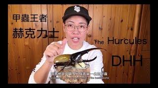 昆蟲擾西上課了！甲蟲王者~赫克力士 The Hercules DHH