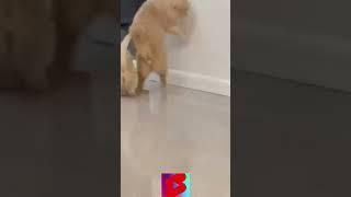 best funny cat videos 2021/funny cats/cute cats/funny animal #shorts