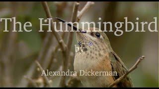 The Hummingbird,  a lied,  by Alexandra Dickerman