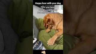 Happy hour with your dog#funnyanimals #funnydog #doglover #funny #happy #love