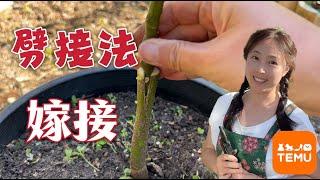 【种植109】嫁接Crafting｜用劈接法 嫁接牛油果树 Cleft grafting avocado trees ｜Temu工具嫁接刀的使用方法