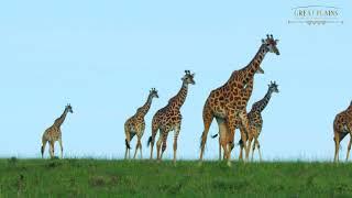 Graceful Giraffes | Great Plains Conservation