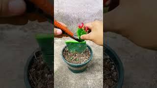 how to grafting cacutas plant #short #shortfeeds #grafting